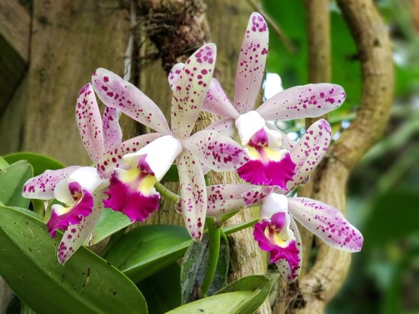 Marie Selby Botanical Gardens Sarasota - Waterfront, Tropical Rainforest Garden, Native Nature, Orchids Marie Selby Botanical Gardens in Sarasota, FL