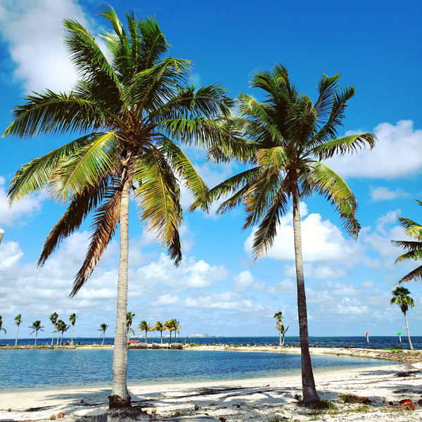 Florida - Beaches, Sunshine & Palm Trees 
